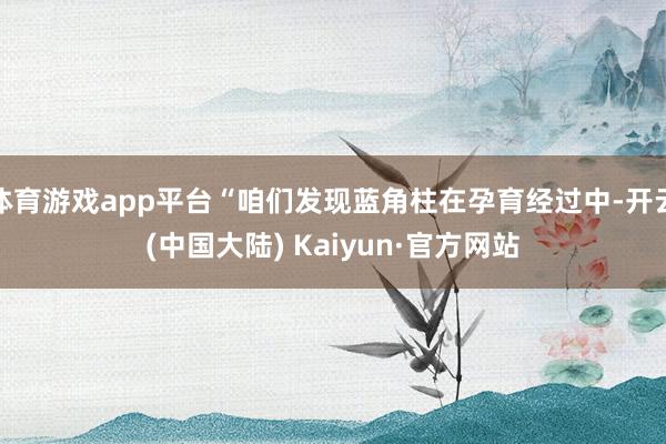 体育游戏app平台“咱们发现蓝角柱在孕育经过中-开云(中国大陆) Kaiyun·官方网站